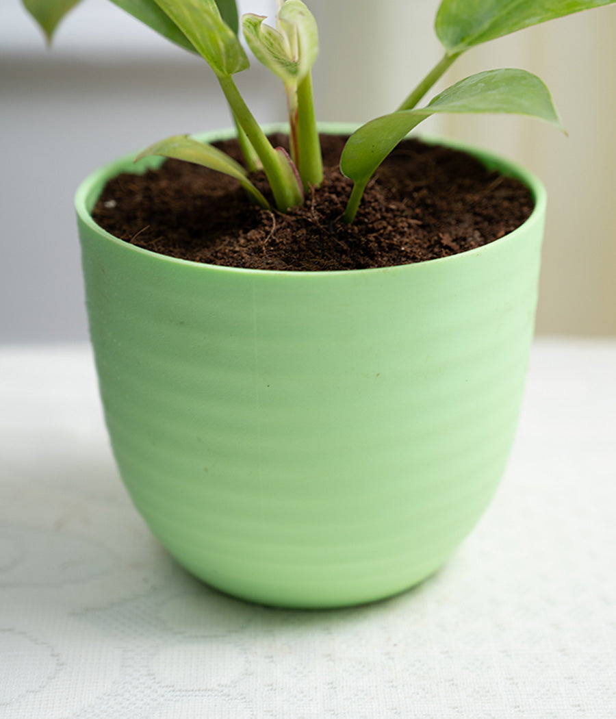 Philodendron Birkin in Pastel - Handcrafted