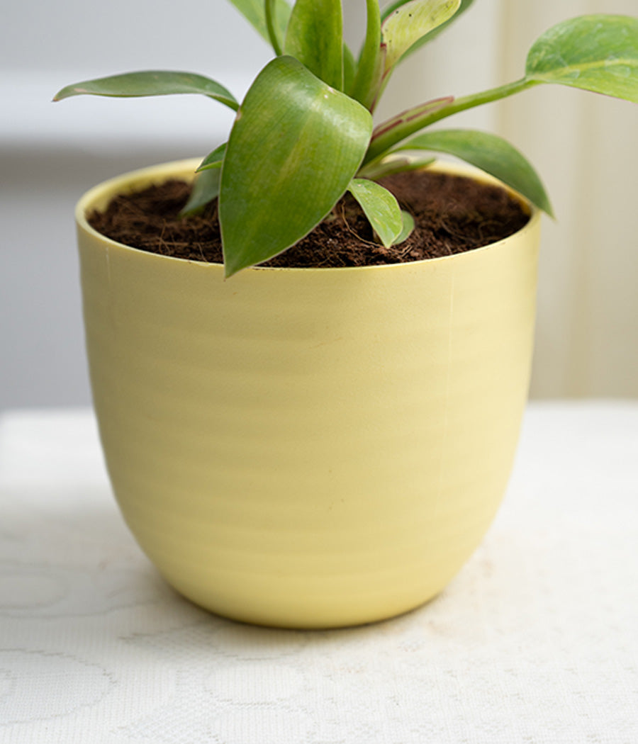 Philodendron Birkin in Pastel - Handcrafted
