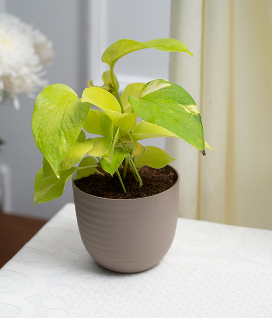 Golden Money Plant in Pastel Planter