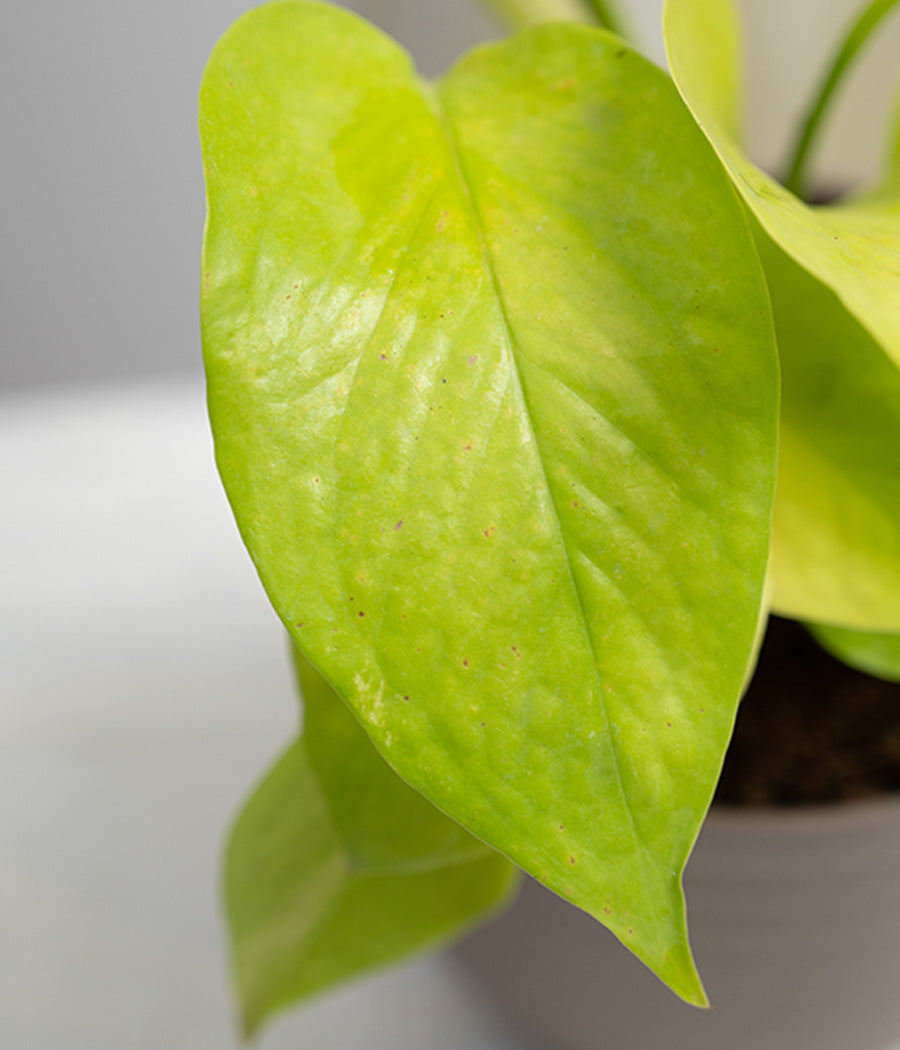 Golden Money Plant in Pastel Planter