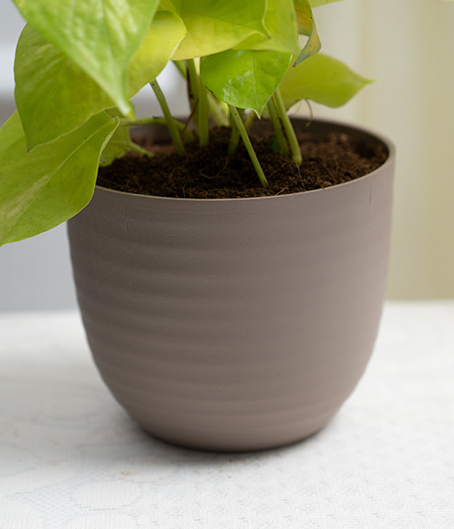 Golden Money Plant in Pastel Planter