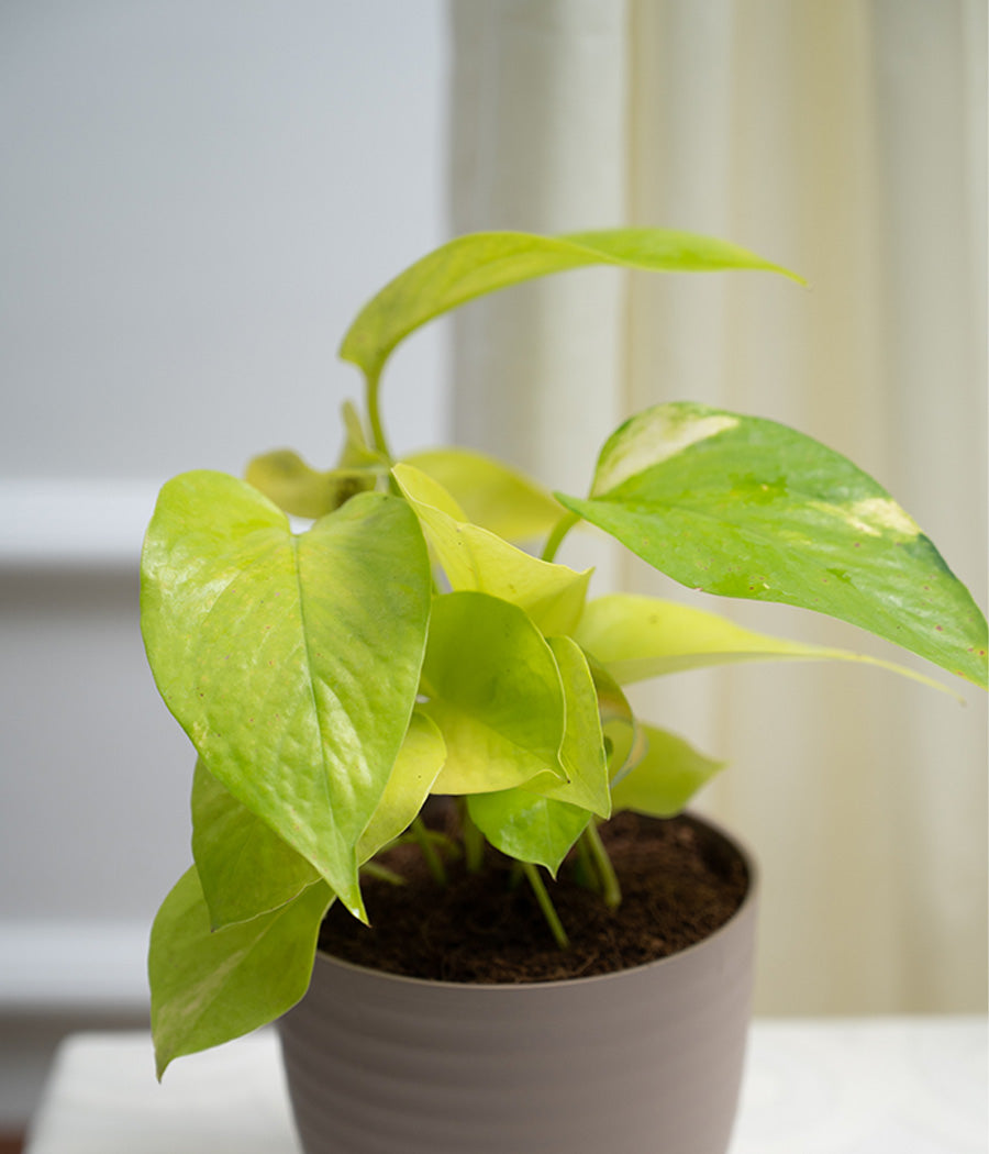 Golden Money Plant in Pastel Planter