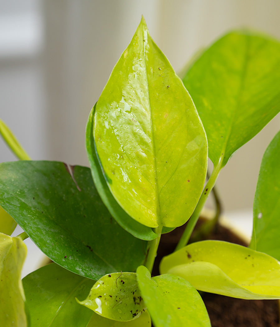 Golden Money Plant in Pastel Planter