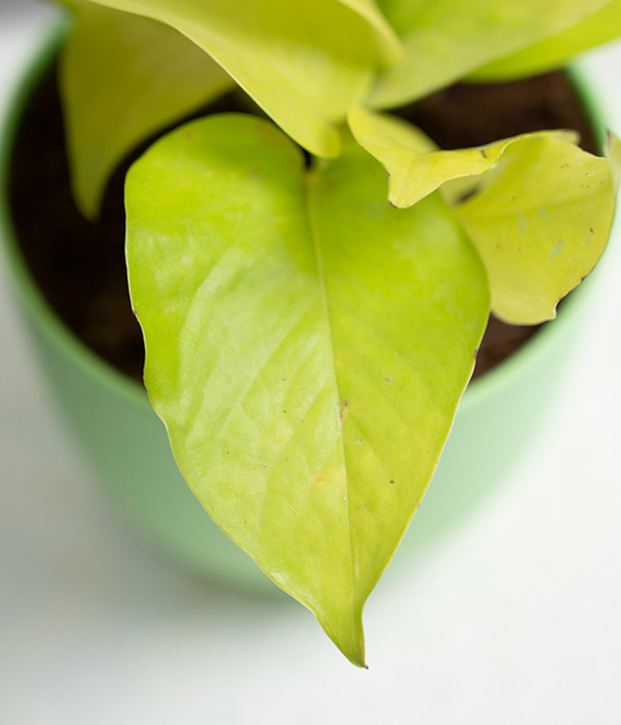 Golden Money Plant in Pastel Planter