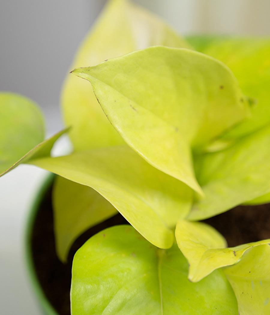Golden Money Plant in Pastel Planter