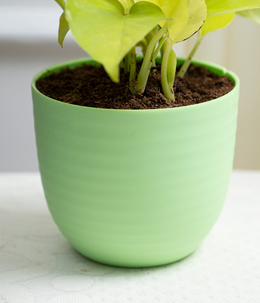 Golden Money Plant in Pastel Planter