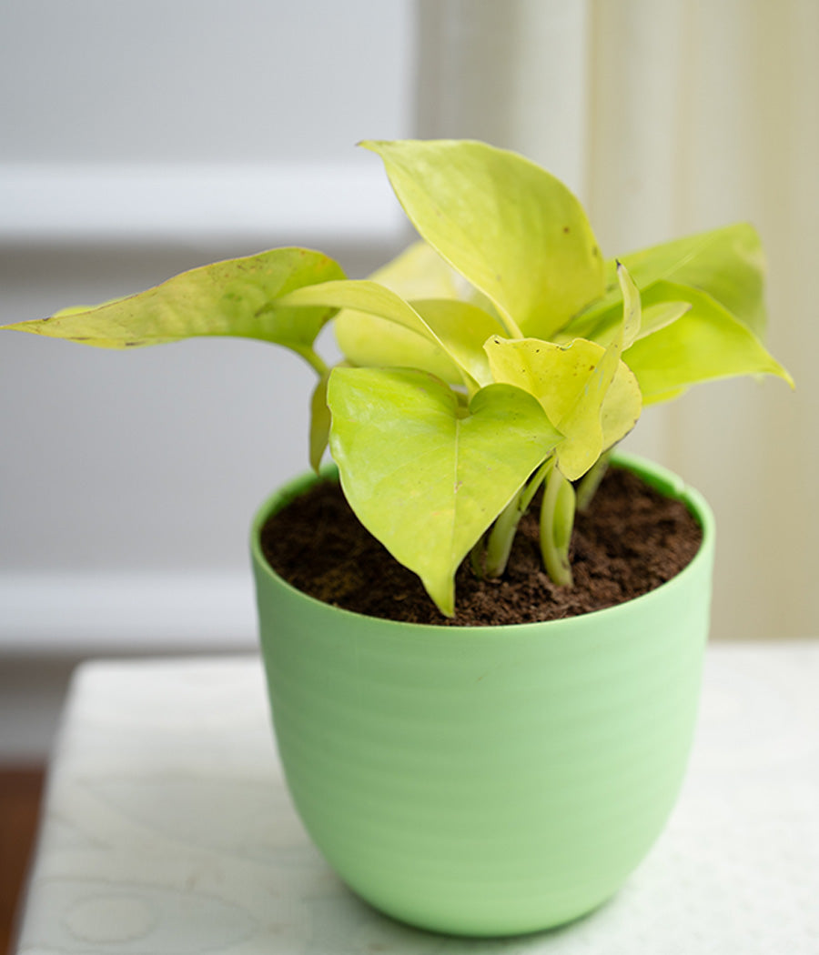Golden Money Plant in Pastel Planter
