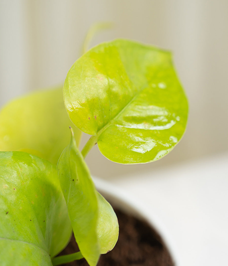 Golden Money Plant in Pastel Planter