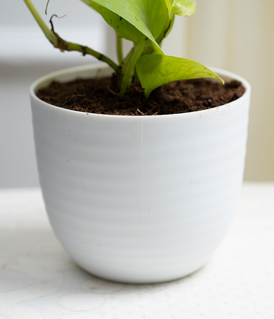 Golden Money Plant in Pastel Planter