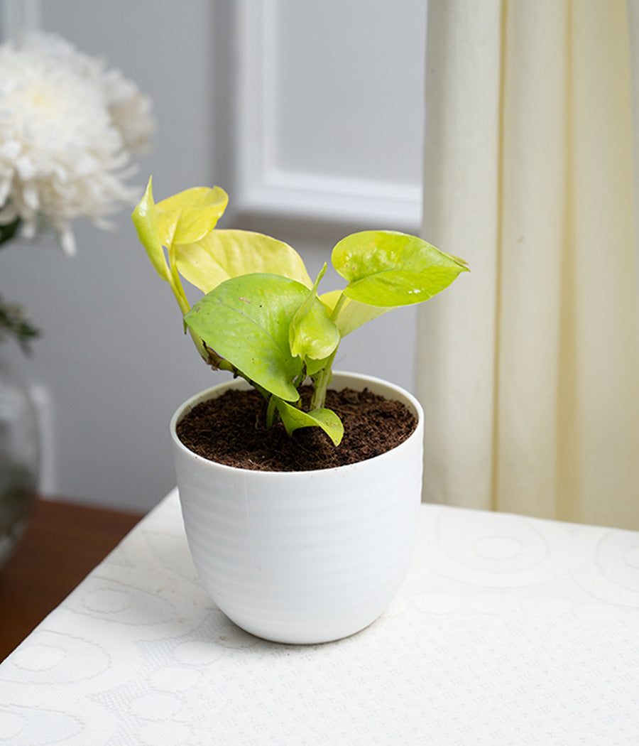 Golden Money Plant in Pastel Planter