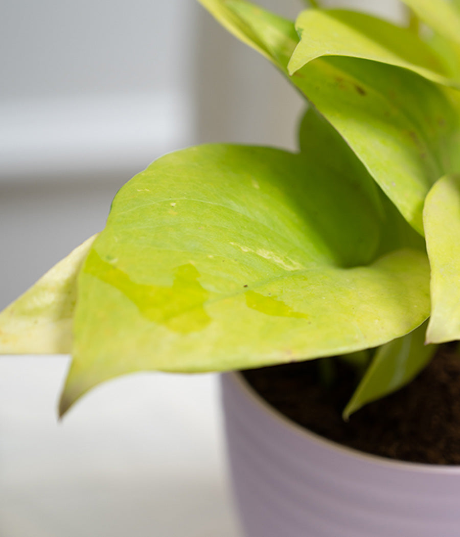 Golden Money Plant in Pastel Planter