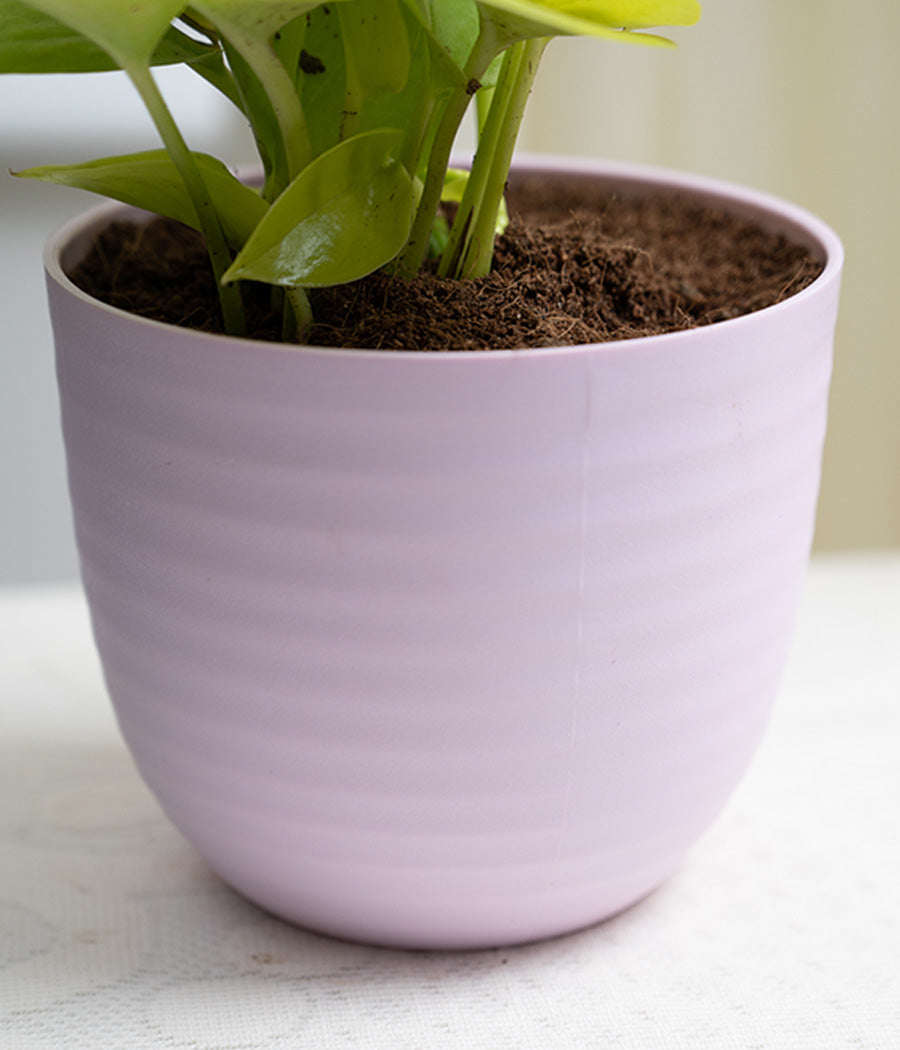 Golden Money Plant in Pastel Planter