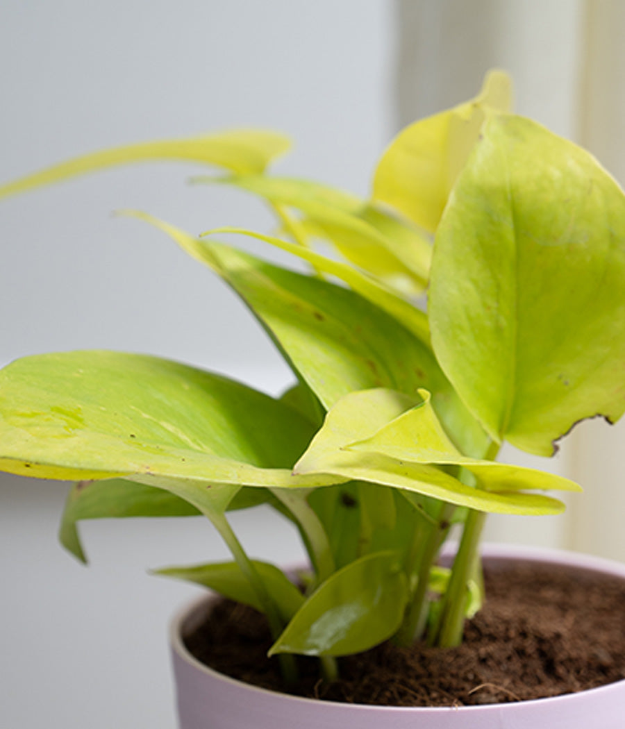 Golden Money Plant in Pastel Planter
