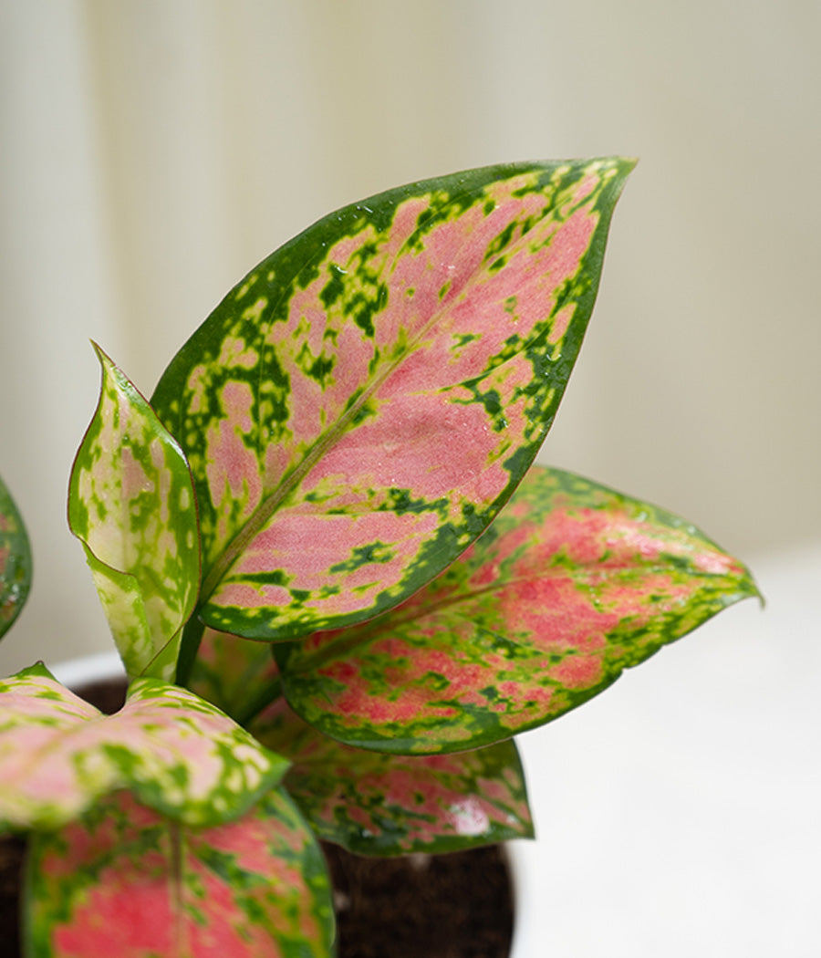 Aglaonema Lipstick in Pastel White Planter