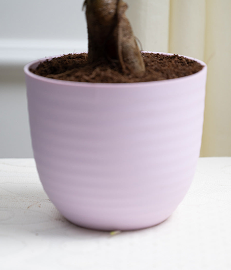 Ficus Bonsai in Pastel Lime Planter