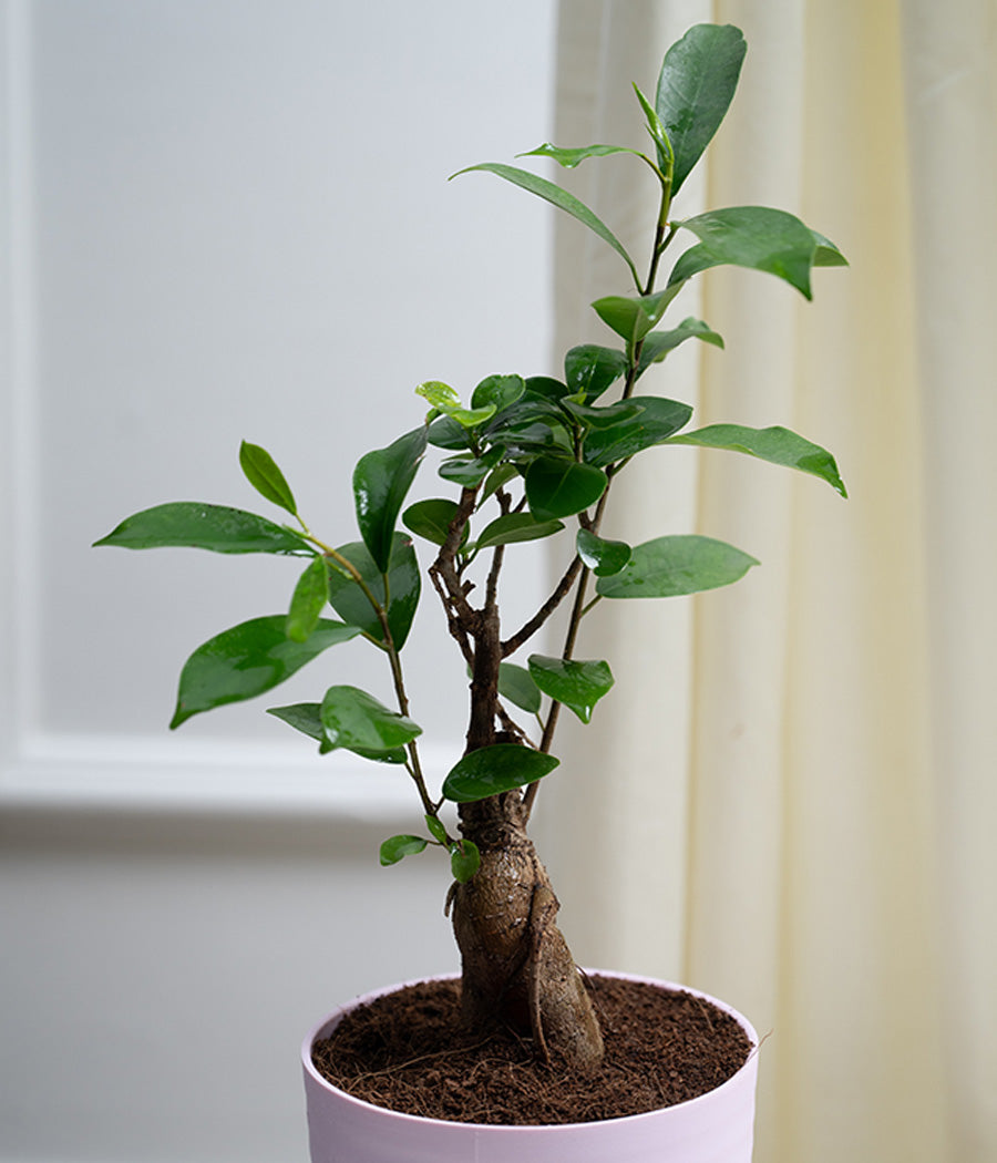 Ficus Bonsai in Pastel Lime Planter