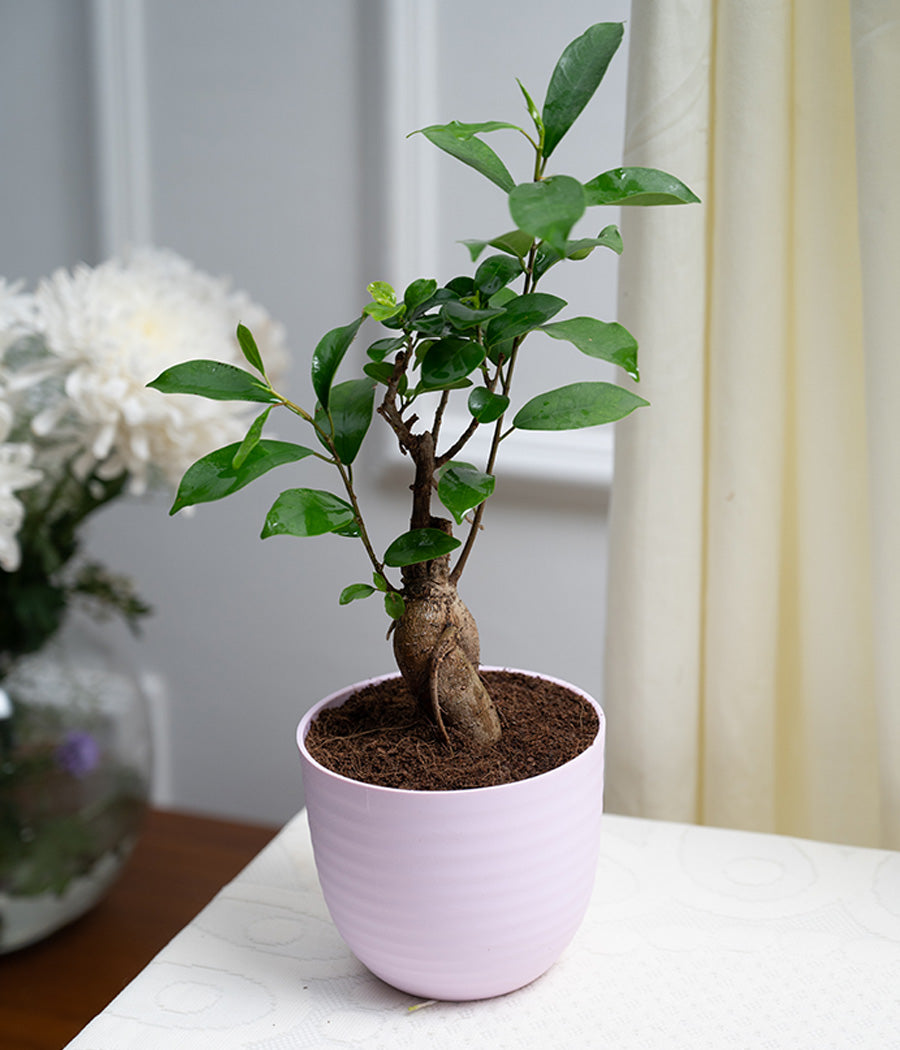 Ficus Bonsai in Pastel Lime Planter