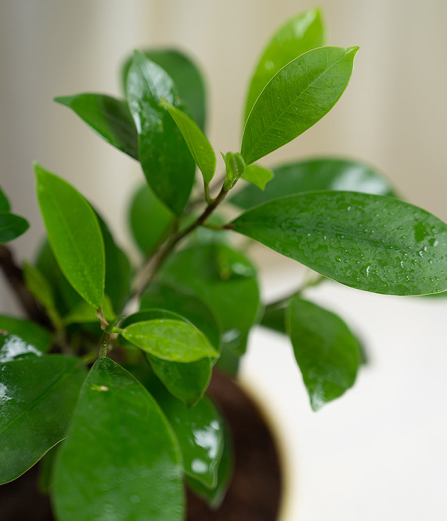 Ficus Bonsai in Pastel Lime Planter