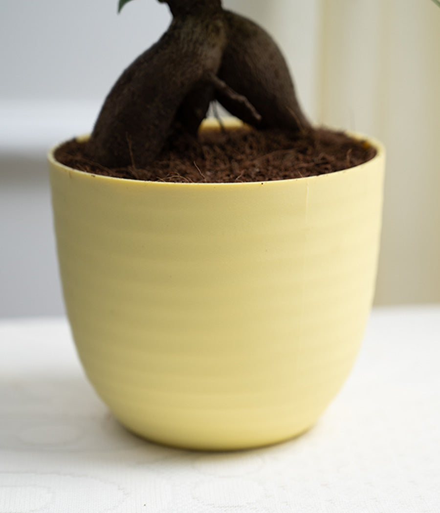 Ficus Bonsai in Pastel Lime Planter