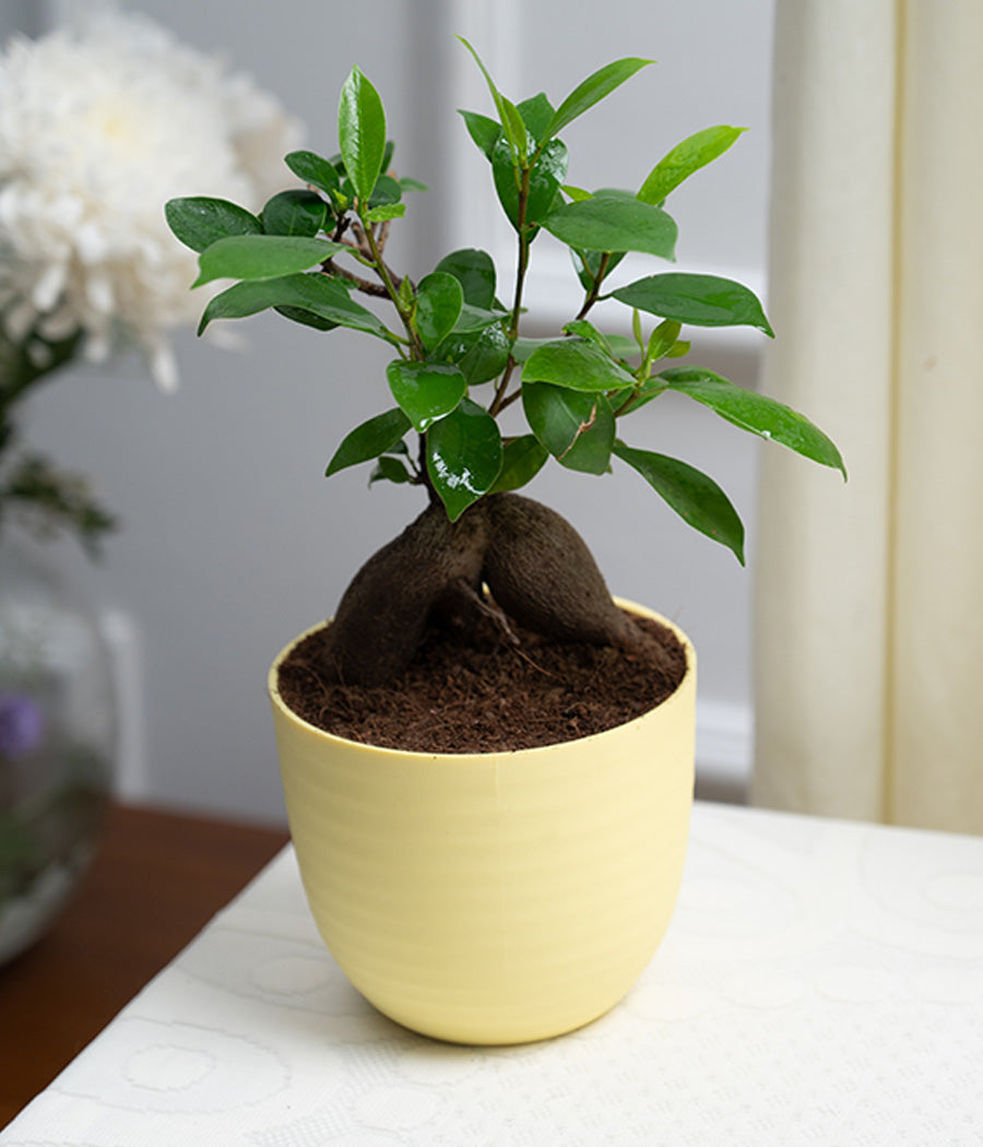 Ficus Bonsai in Pastel Lime Planter