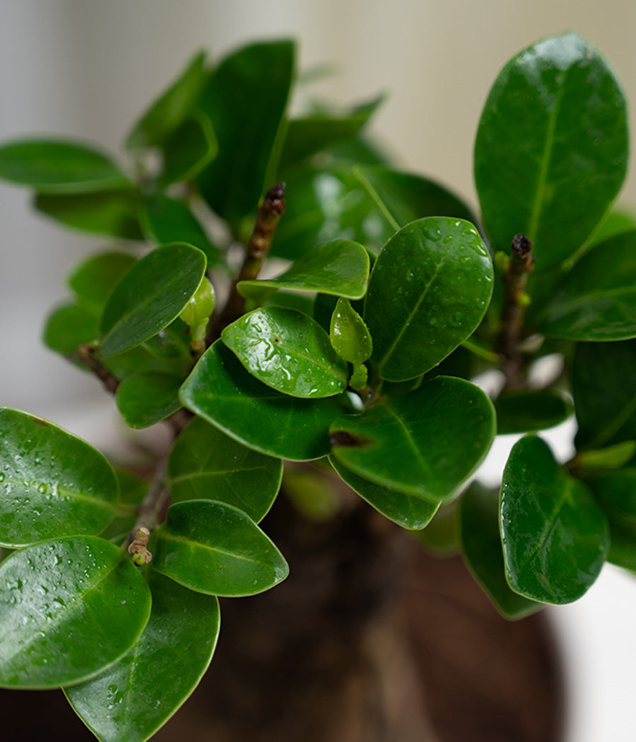 Ficus Bonsai in Pastel Lime Planter