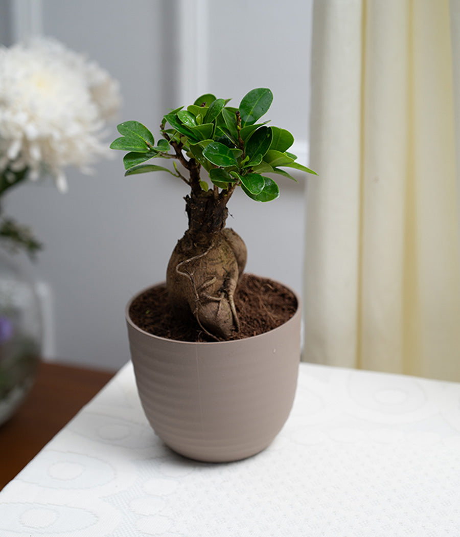 Ficus Bonsai in Pastel Lime Planter