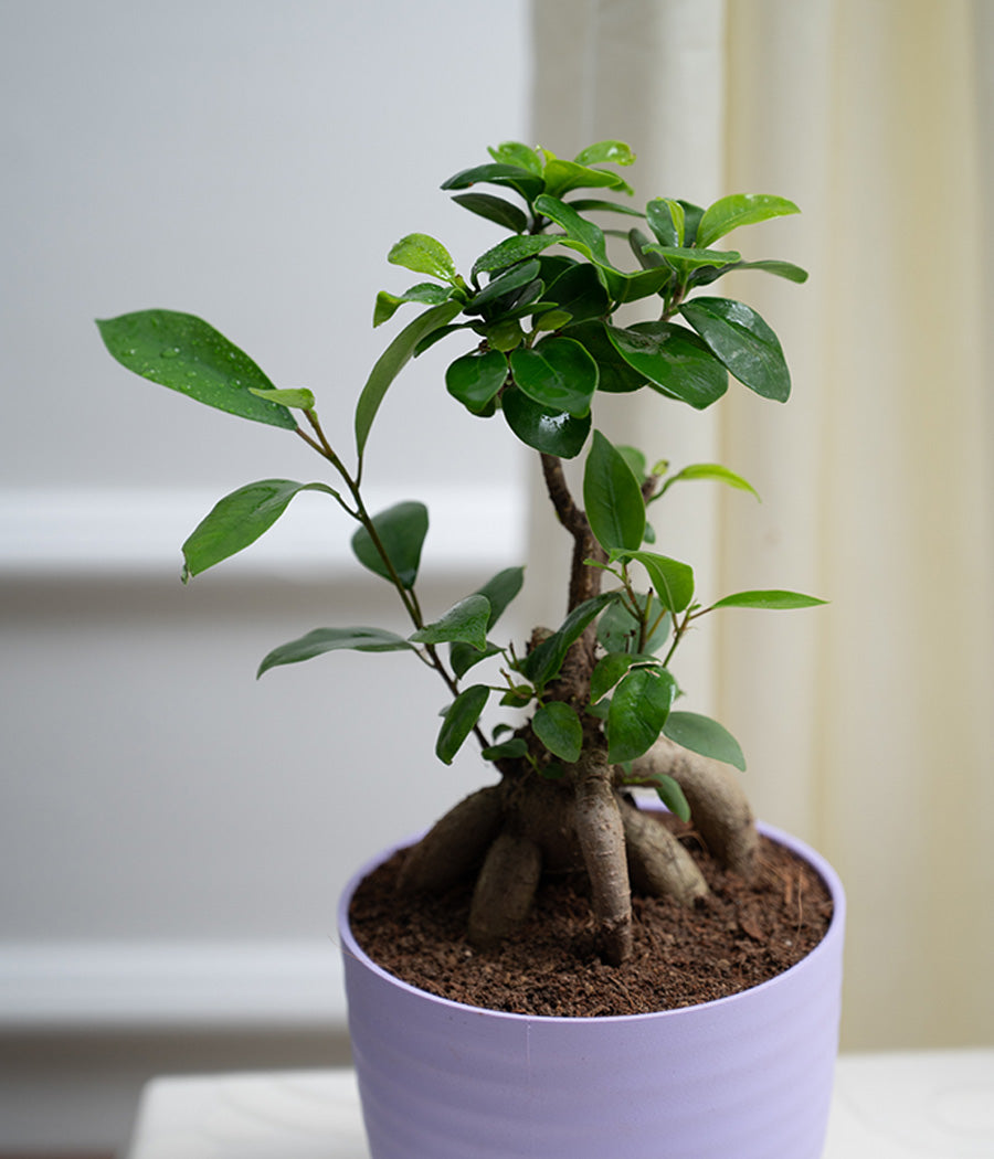 Ficus Bonsai in Pastel Lime Planter
