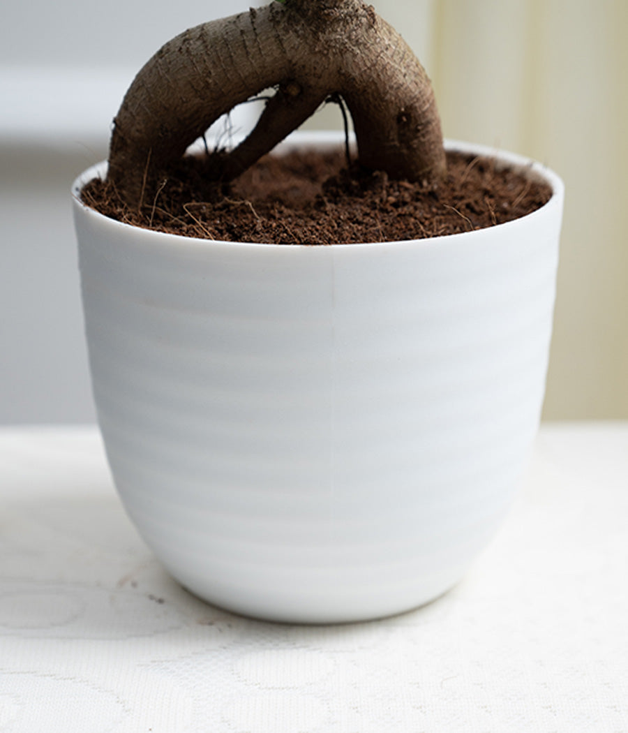 Ficus Bonsai in Pastel Lime Planter