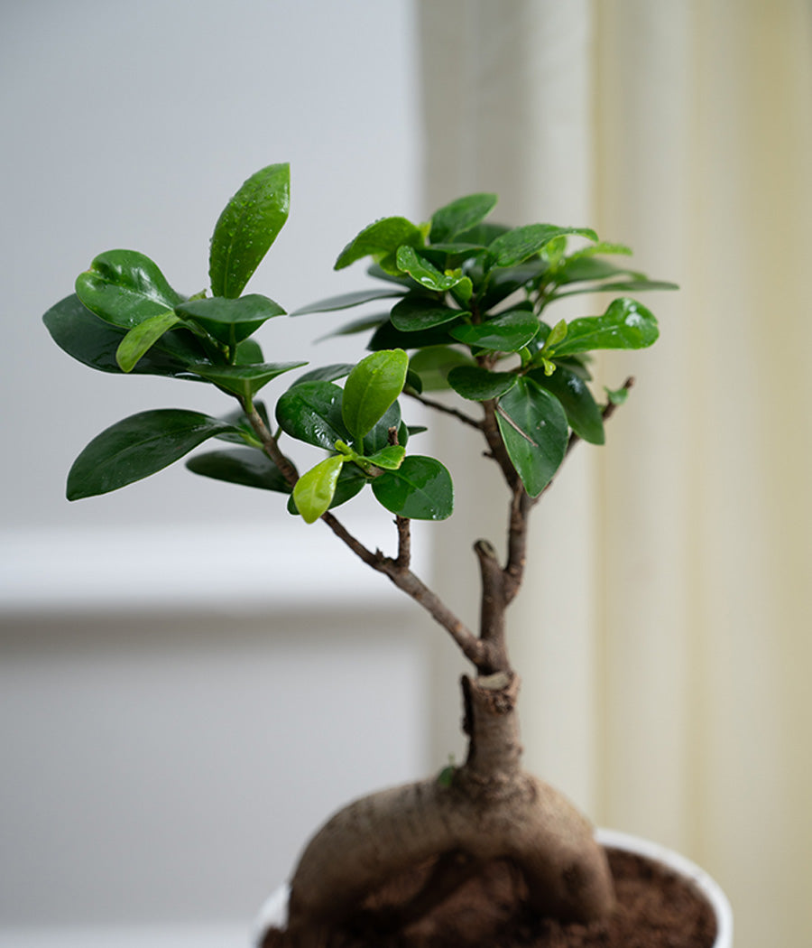 Ficus Bonsai in Pastel Lime Planter