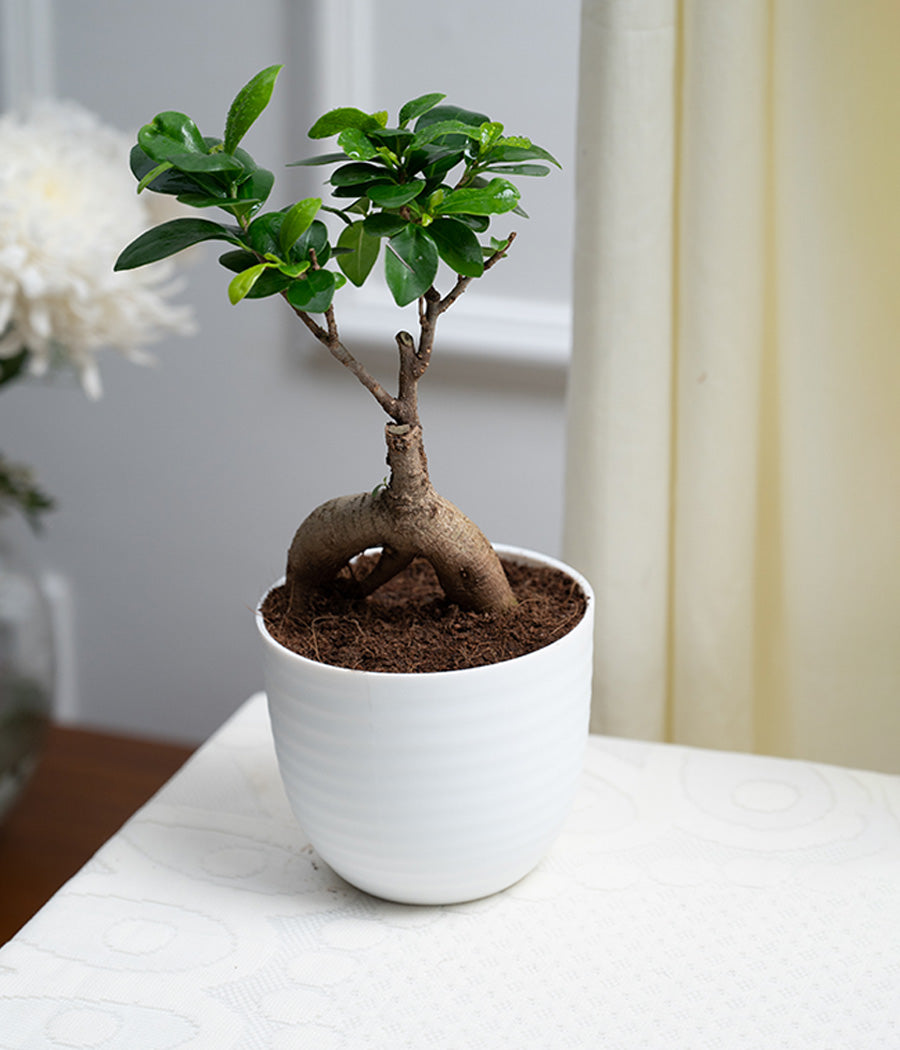 Ficus Bonsai in Pastel Lime Planter