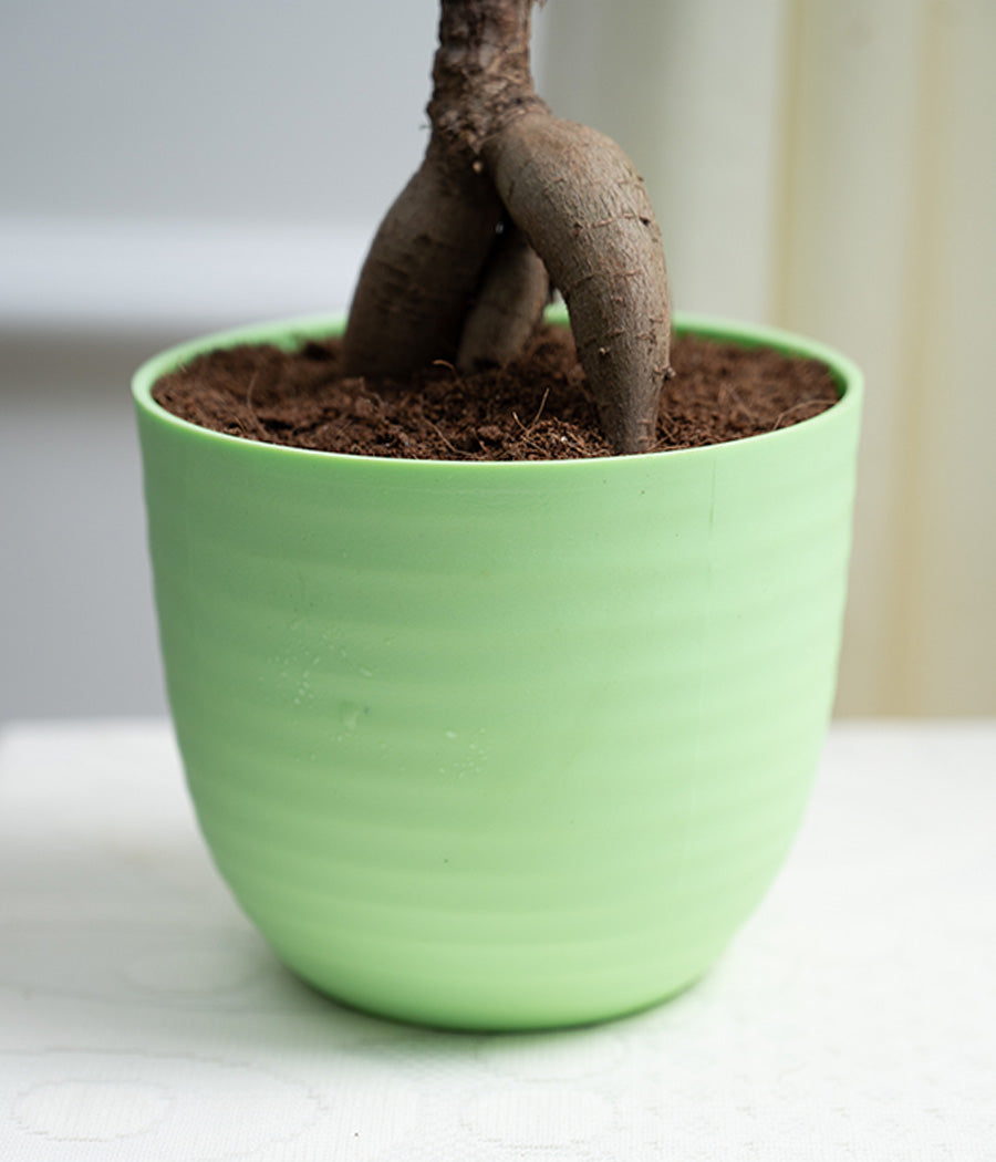 Ficus Bonsai in Pastel Lime Planter