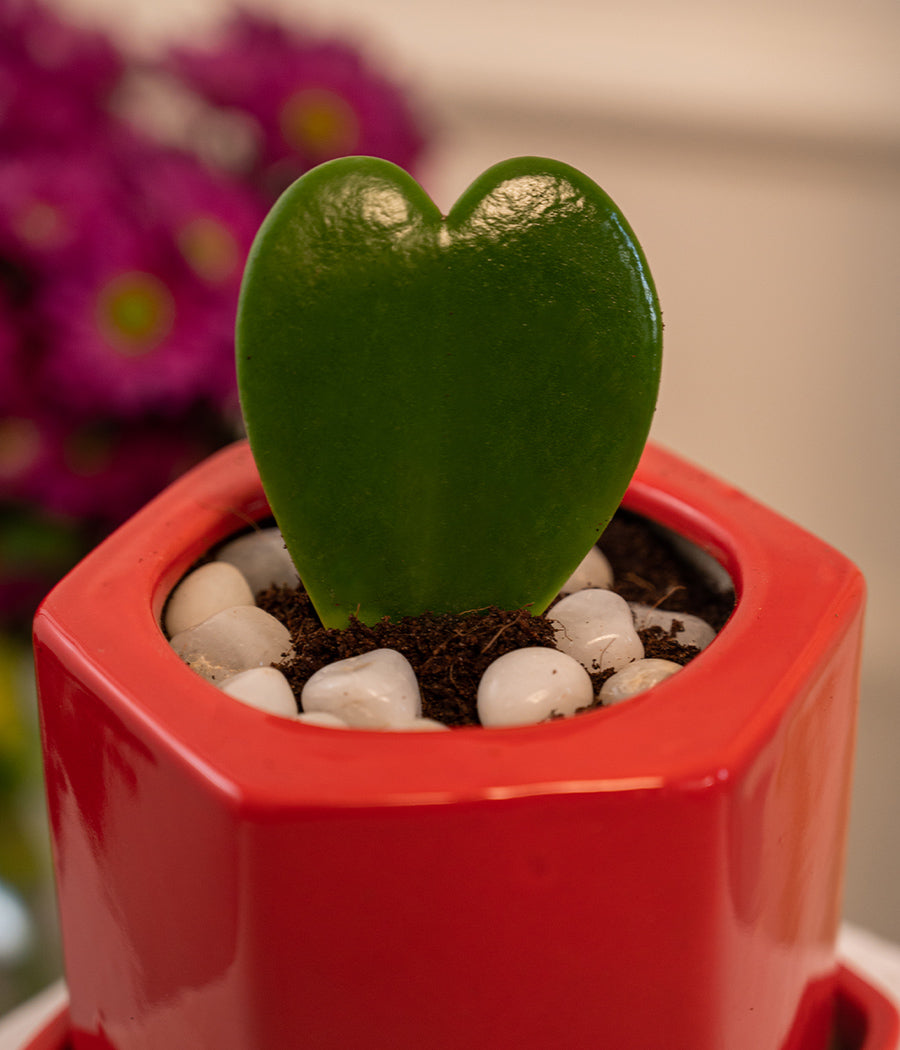 Hoya Heart in Hexagon Pot