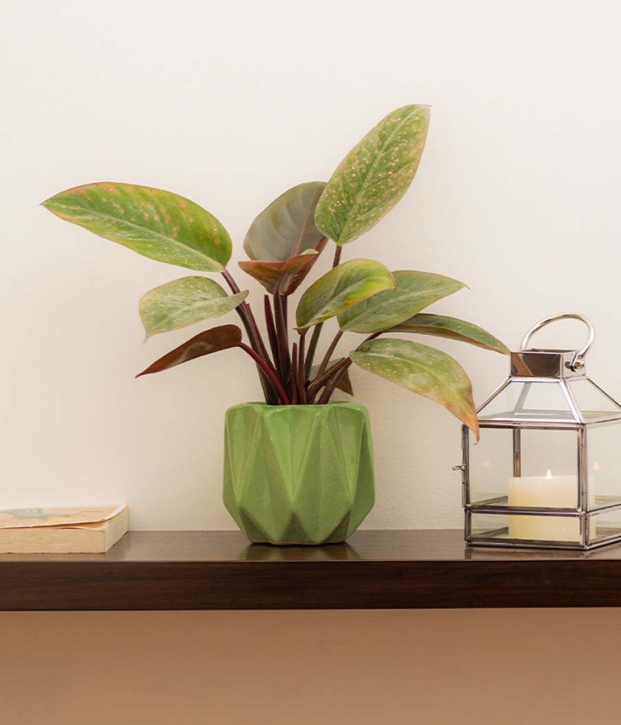 Pickle Green Ceramic Planter