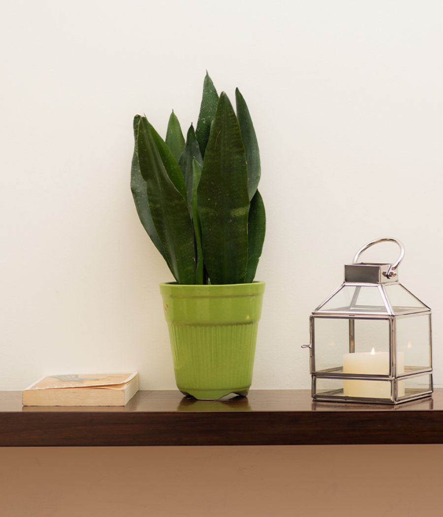 Tall Green Ceramic Planter