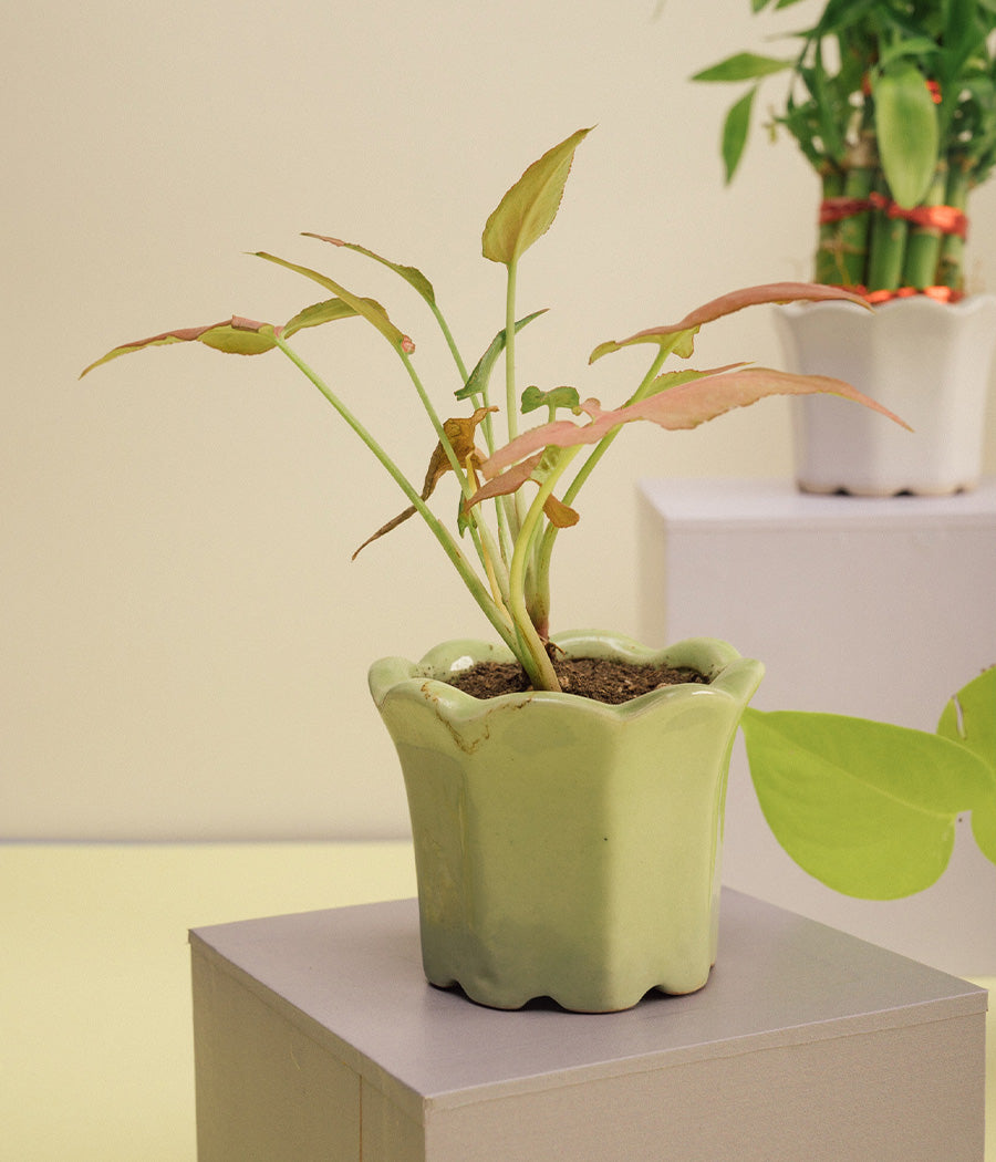 Syngonium Bronze Plant in Ceramic Pot