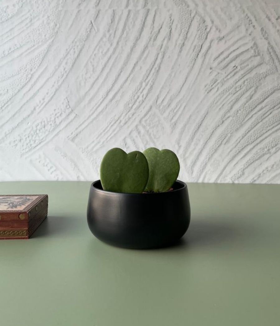 Hoya Heart Plants in Black Bowl Pot