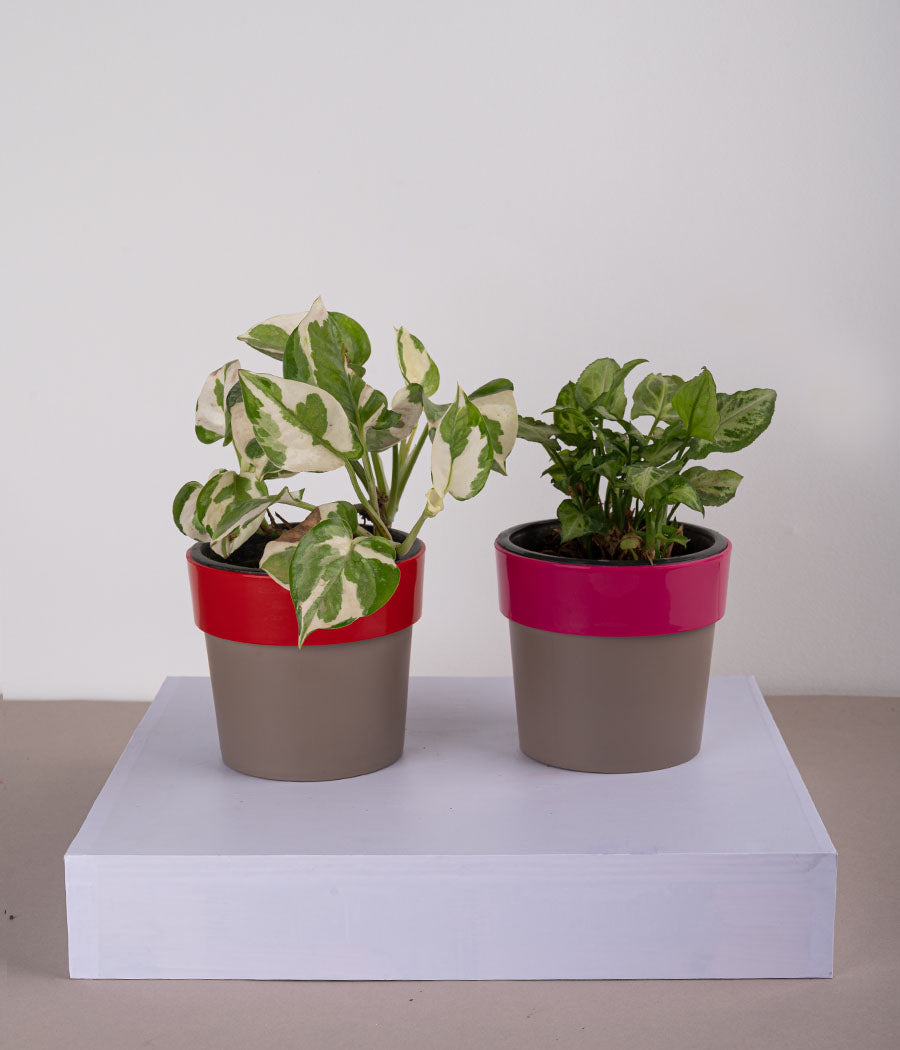 Set of 2: Queen Marble Money Plant + Syngonium Mini in Plastic Planters