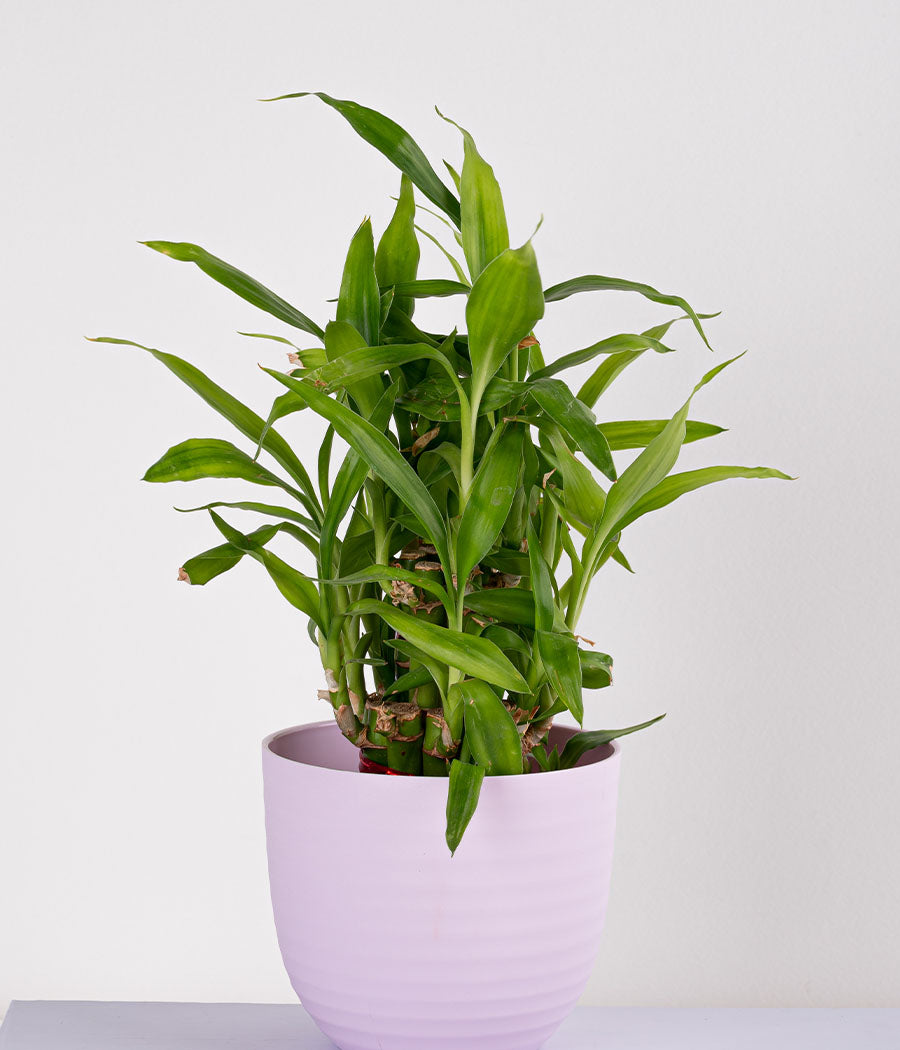 2 Layer Lucky Bamboo in Pastel Pink Planter