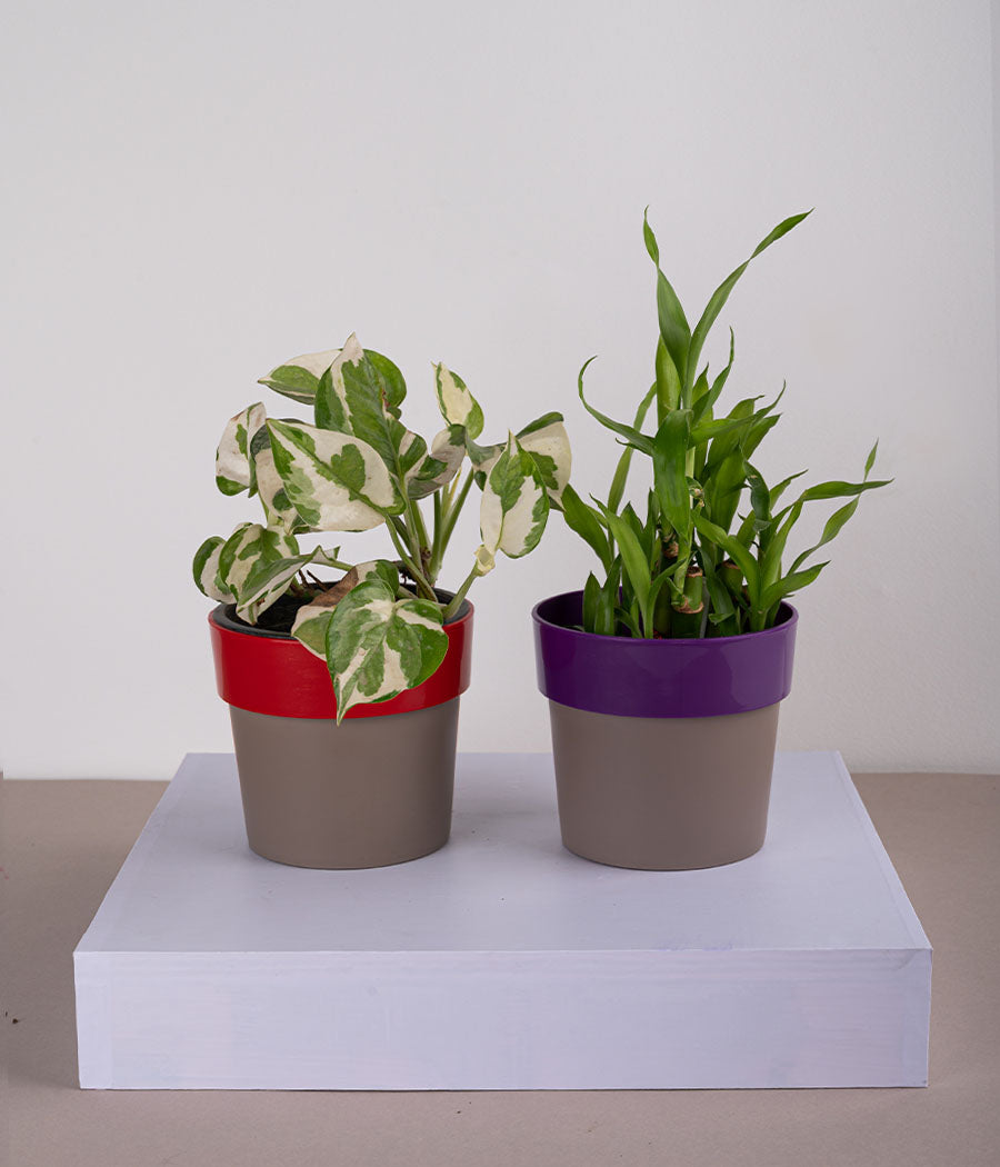 Set of 2: Queen Marble Money Plant + 2 Layer Lucky Bamboo Plant in Plastic Planter