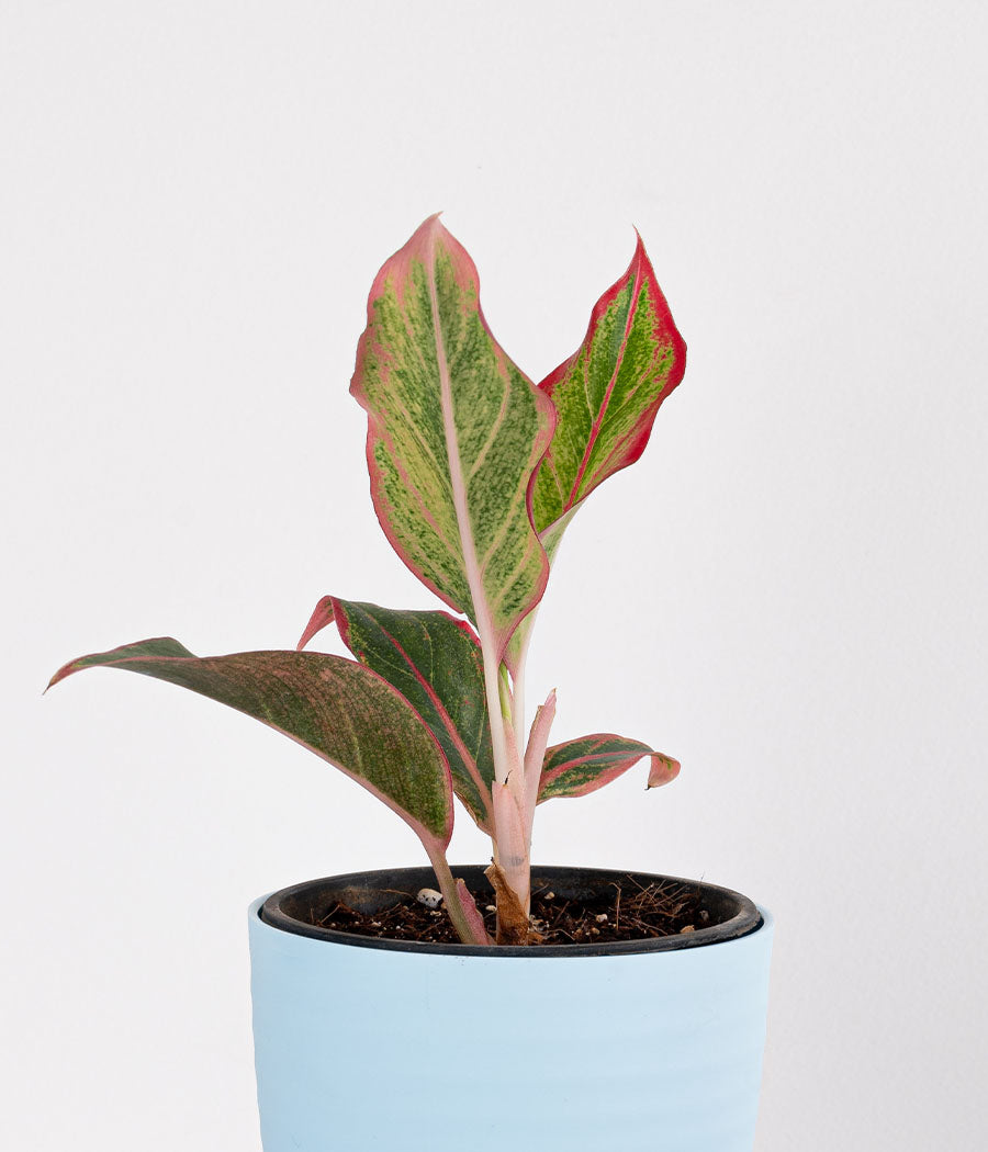 Aglaonema Pink Plant in Planter