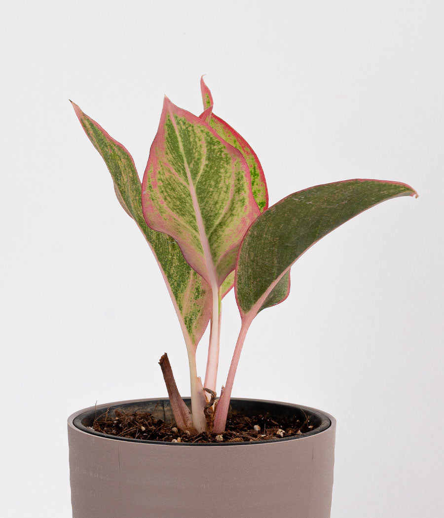 Aglaonema Pink Plant in Self Watering Planter