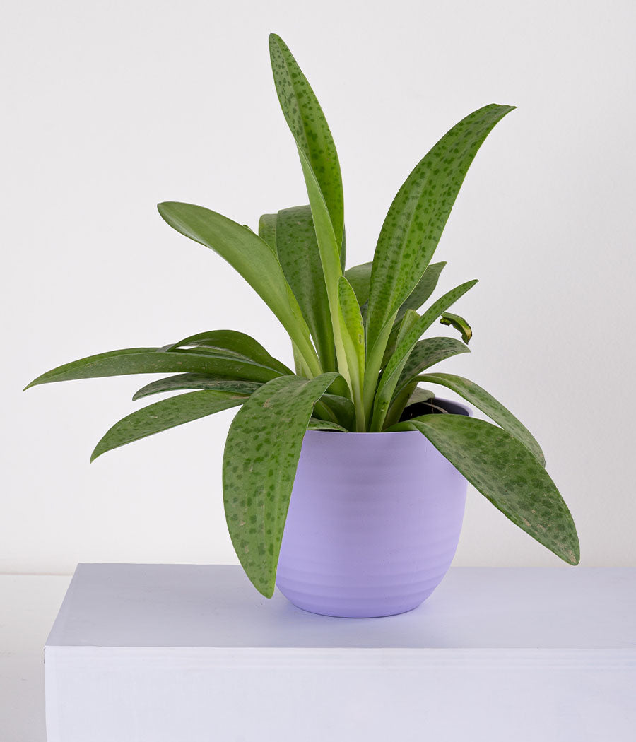 Aglaonema Pink Plant in Pastel Blue Planter
