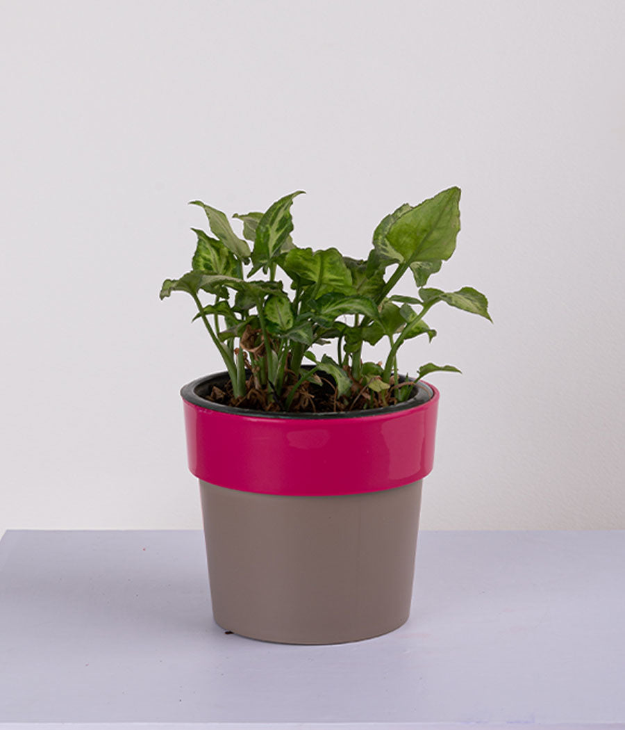 Queen Marble Money Plant in Sunny-side Red Planter