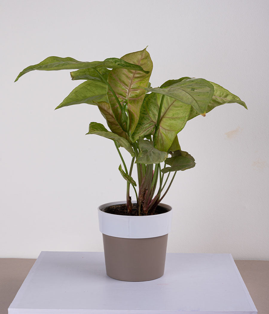 Plant in Sunny-side Green Planter