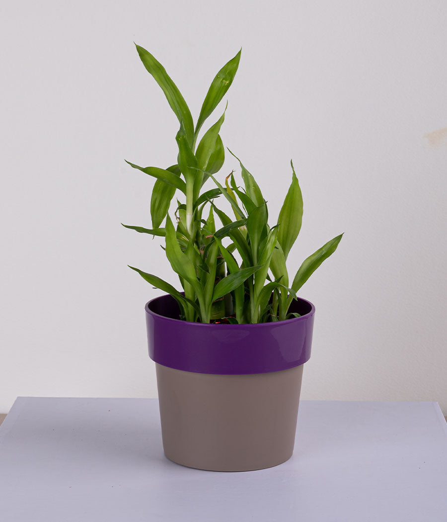 Plant in Sunny-side Green Planter