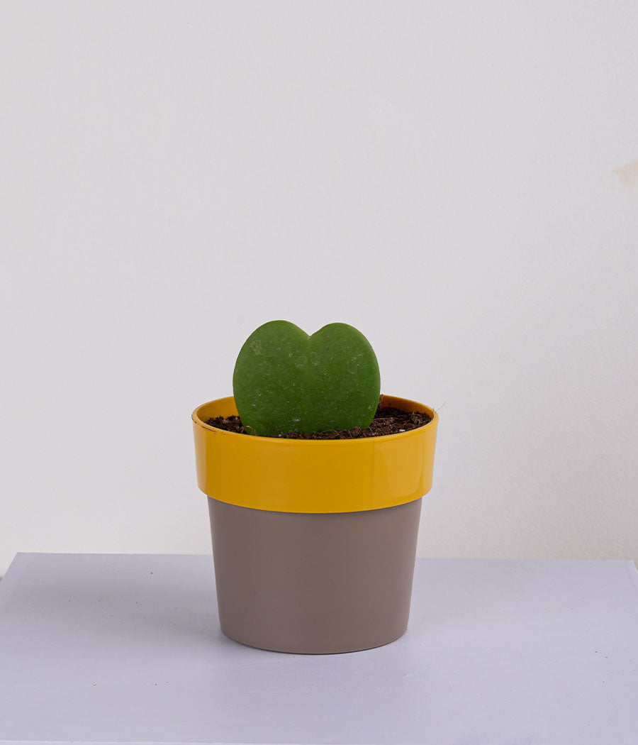 Plant in Sunny-side Green Planter