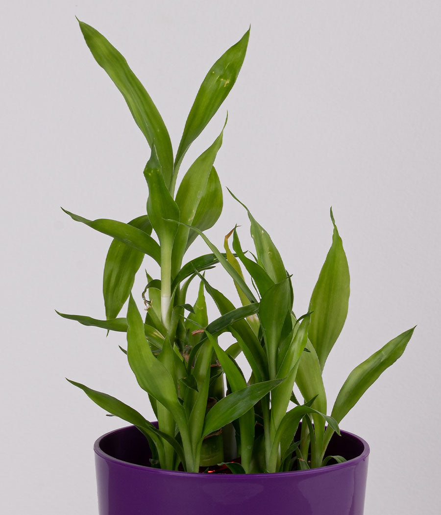 2 layer lucky bamboo plant
