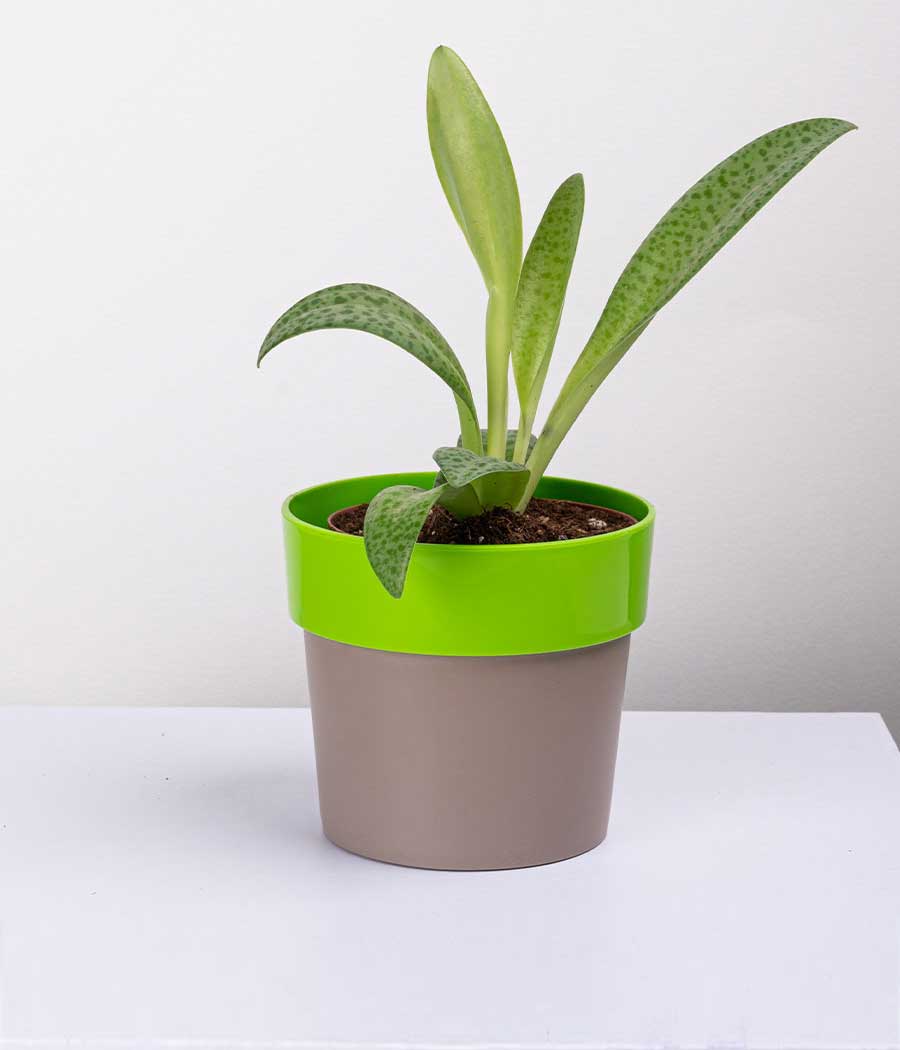Cecilia Plant in Green Planter