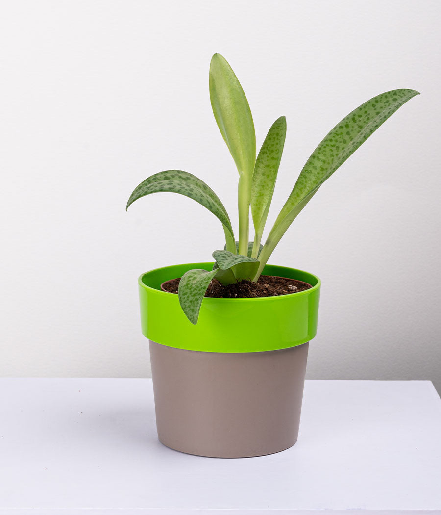 Plant in Sunny-side Green Planter