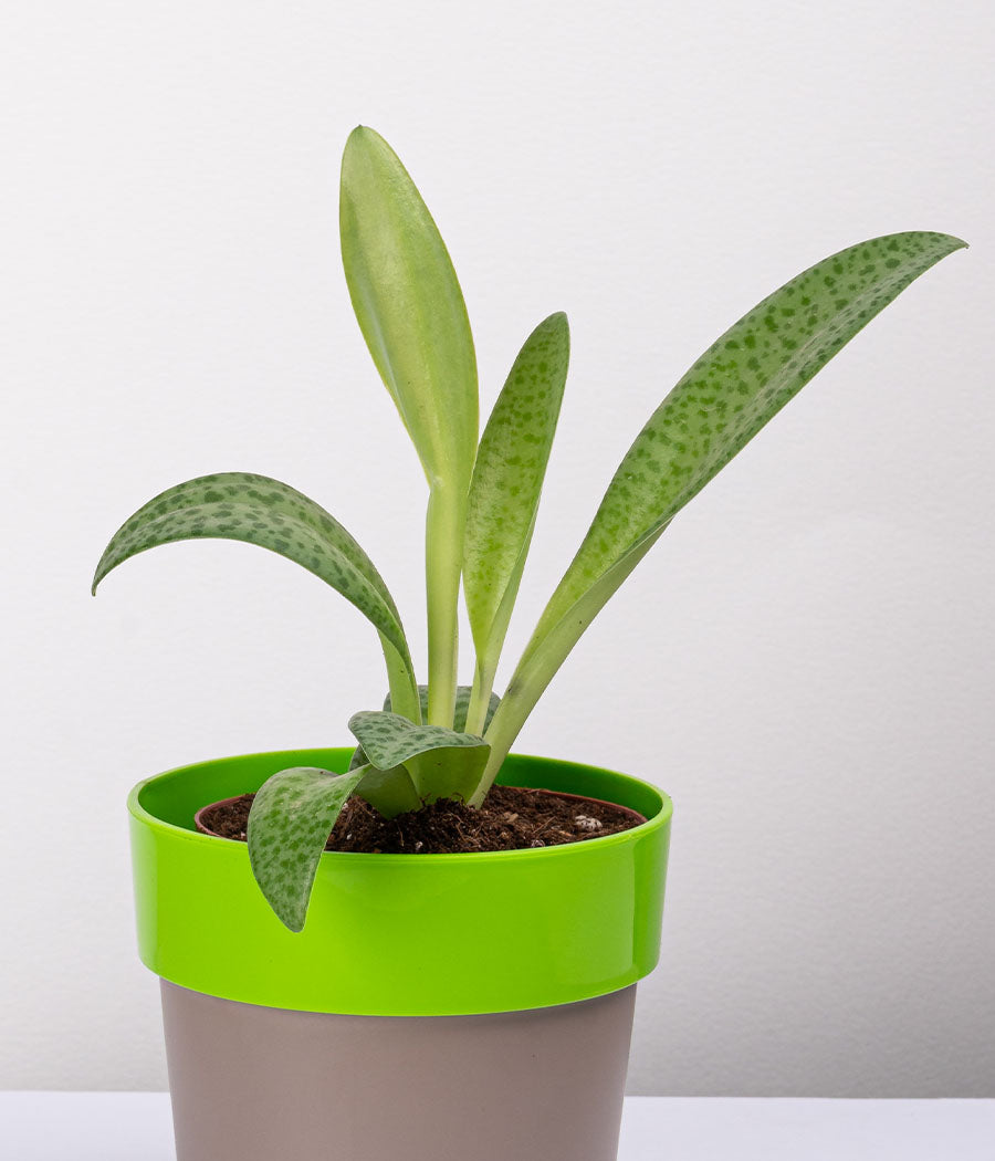 Cecilia Plant in Green Planter